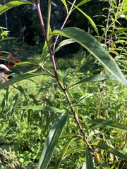 Helianthus grosseserratus