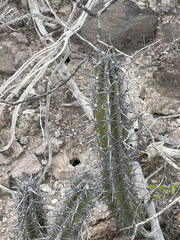 Stenocereus gummosus