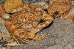 Quasipaa exilispinosa