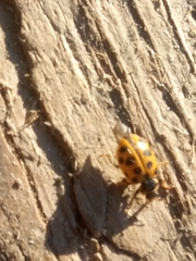 Hippodamia tredecimpunctata