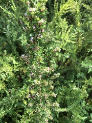 Lespedeza cuneata