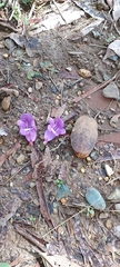 Jacaranda caucana