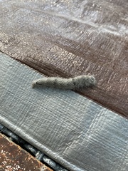 Phyllodesma americana