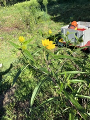 Helianthus grosseserratus