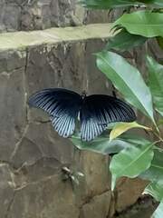 Papilio memnon
