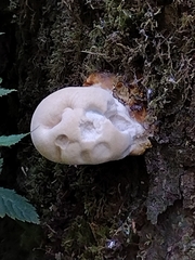 Reticularia lycoperdon