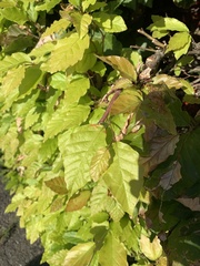 Fagus sylvatica