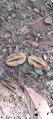 Jacaranda caucana