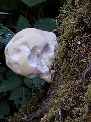 Reticularia lycoperdon