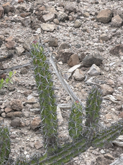 Stenocereus gummosus