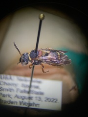 Epeolus bifasciatus