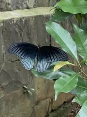 Papilio memnon