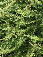 Lespedeza cuneata