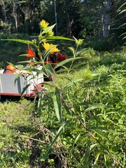 Helianthus grosseserratus