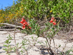 Indigofera heterophylla