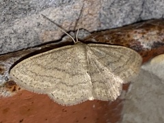 Scopula inductata