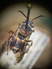 Epeolus bifasciatus