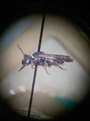 Epeolus bifasciatus