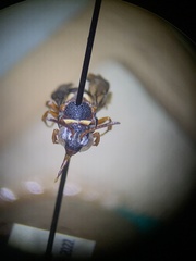 Epeolus bifasciatus