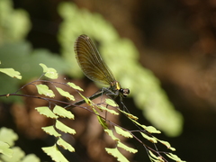Calopteryx