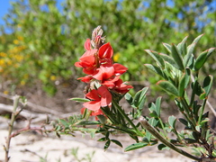 Indigofera heterophylla