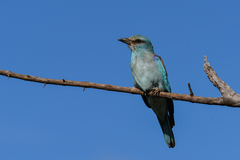 Coracias garrulus
