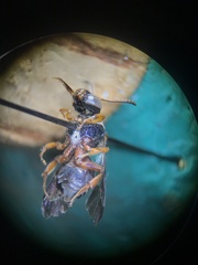 Epeolus bifasciatus