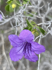 Ruellia californica