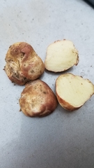 Rhizopogon