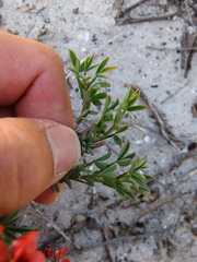 Indigofera heterophylla