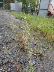 Artemisia absinthium