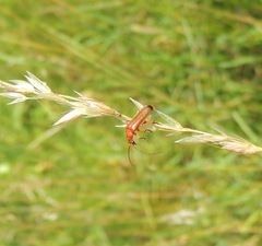 Rhagonycha fulva