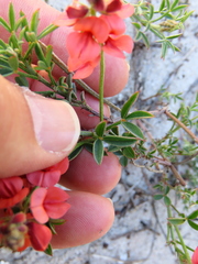 Indigofera heterophylla