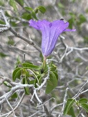 Ruellia californica