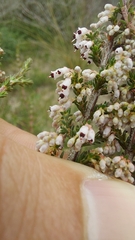 Erica imbricata