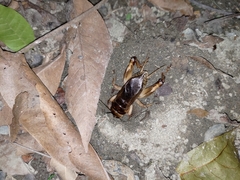 Tarbinskiellus portentosus