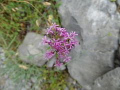 Centranthus lecoqii