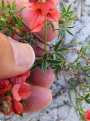 Indigofera heterophylla