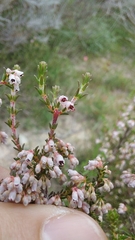 Erica imbricata