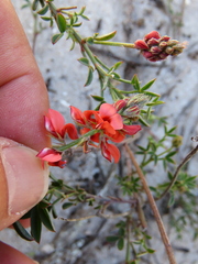 Indigofera heterophylla