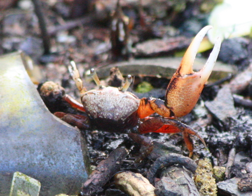 Ocypodidae