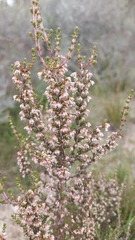 Erica imbricata