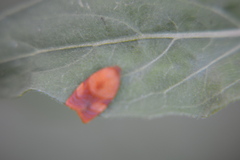 Cacoecimorpha pronubana