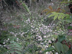 Chrysanthemum chanetii