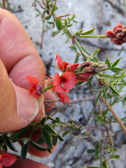 Indigofera heterophylla