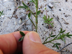 Indigofera heterophylla