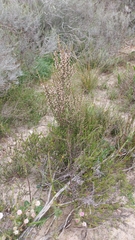 Erica imbricata