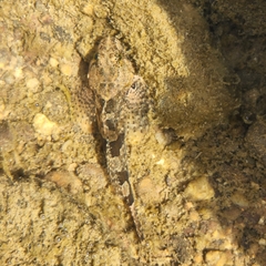 Cottus carolinae