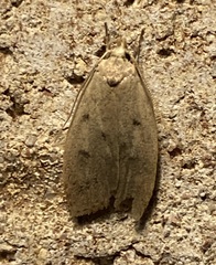 Machimia tentoriferella