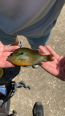 Lepomis auritus